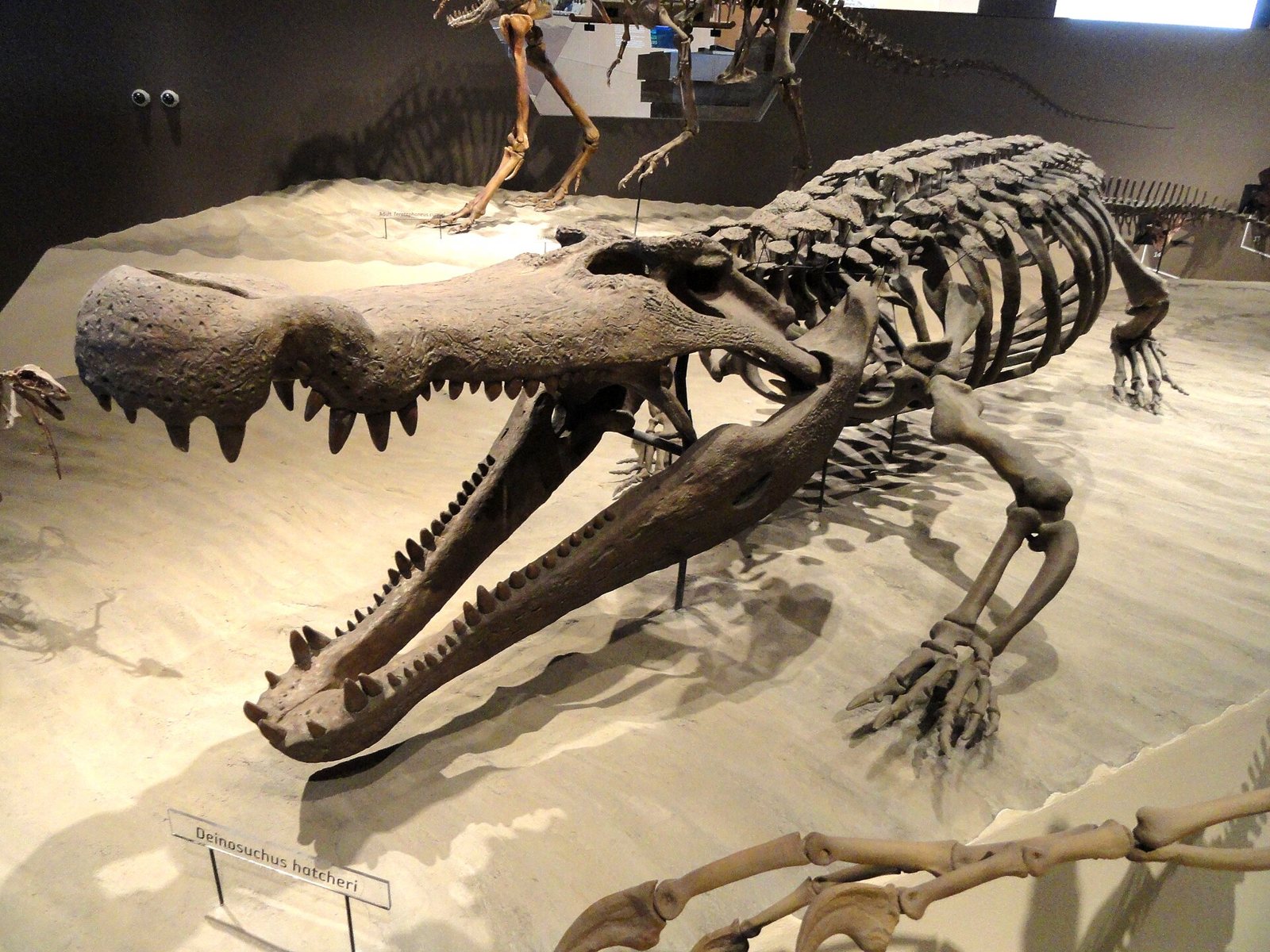 A Deinosuchus hatcheri skeletal mount in a museum with its huge jaws open, a long blunt snout lined with thick teeth, a ribcage behind and a name label in front