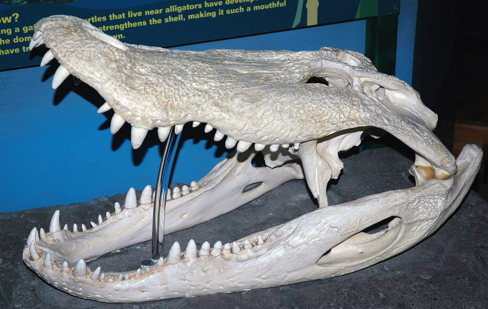 A large American alligator skull on display with its jaws open wide: a broad rounded snout, rows of conical teeth in both jaws and a clear rod propping the upper jaw