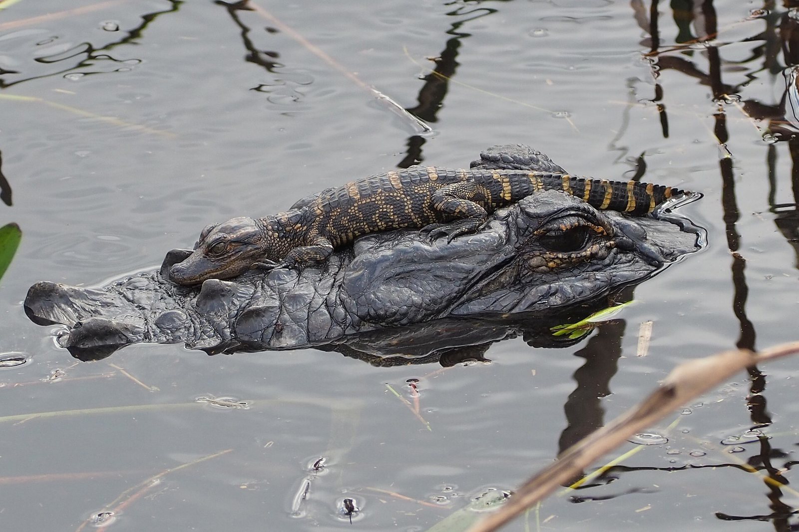 A hatchling alligator with yellow bands across its black body resting on the head of a much larger adult alligator in still water