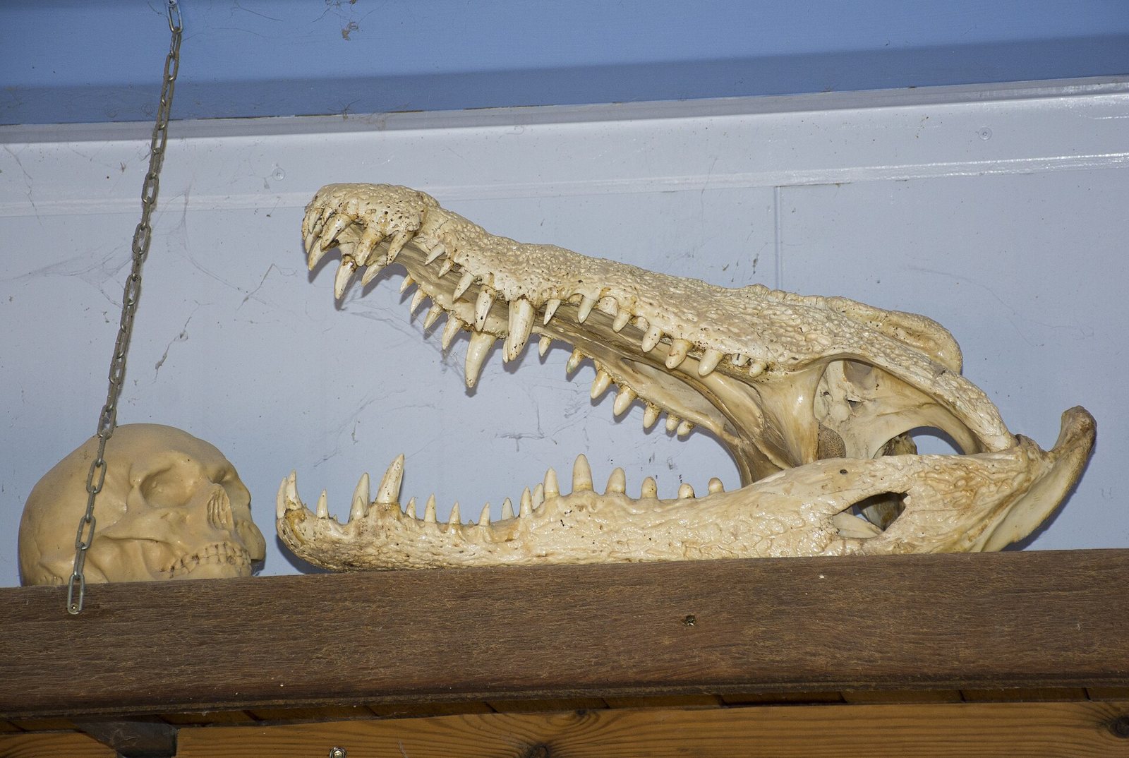 A Nile crocodile skull with its jaws open, resting on a wooden shelf: a long snout with interlocking teeth of different sizes, and a small plastic human skull beside it