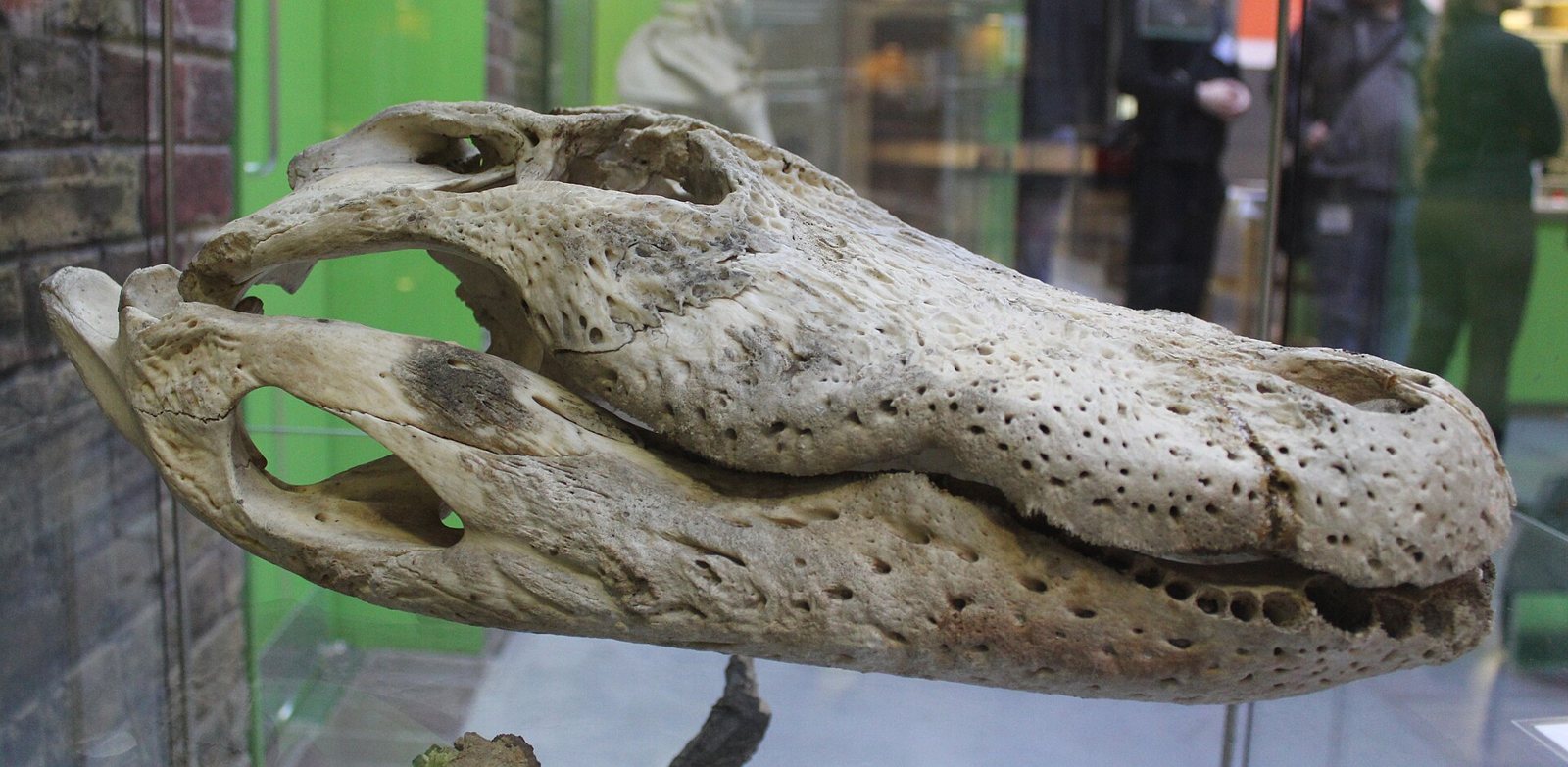 An American alligator skull in side view with the jaws closed: a long, pitted, rough-textured snout, a raised ridge above the eye and the lower jaw tucked inside the upper