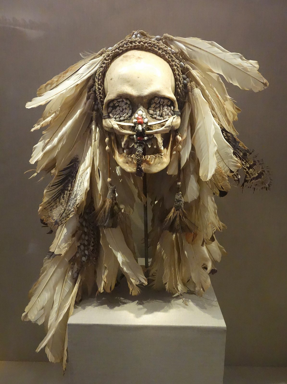 An Asmat ancestor skull on a museum plinth, framed by a spray of long white and brown feathers, with a woven band across the brow and beadwork over the nose and eyes