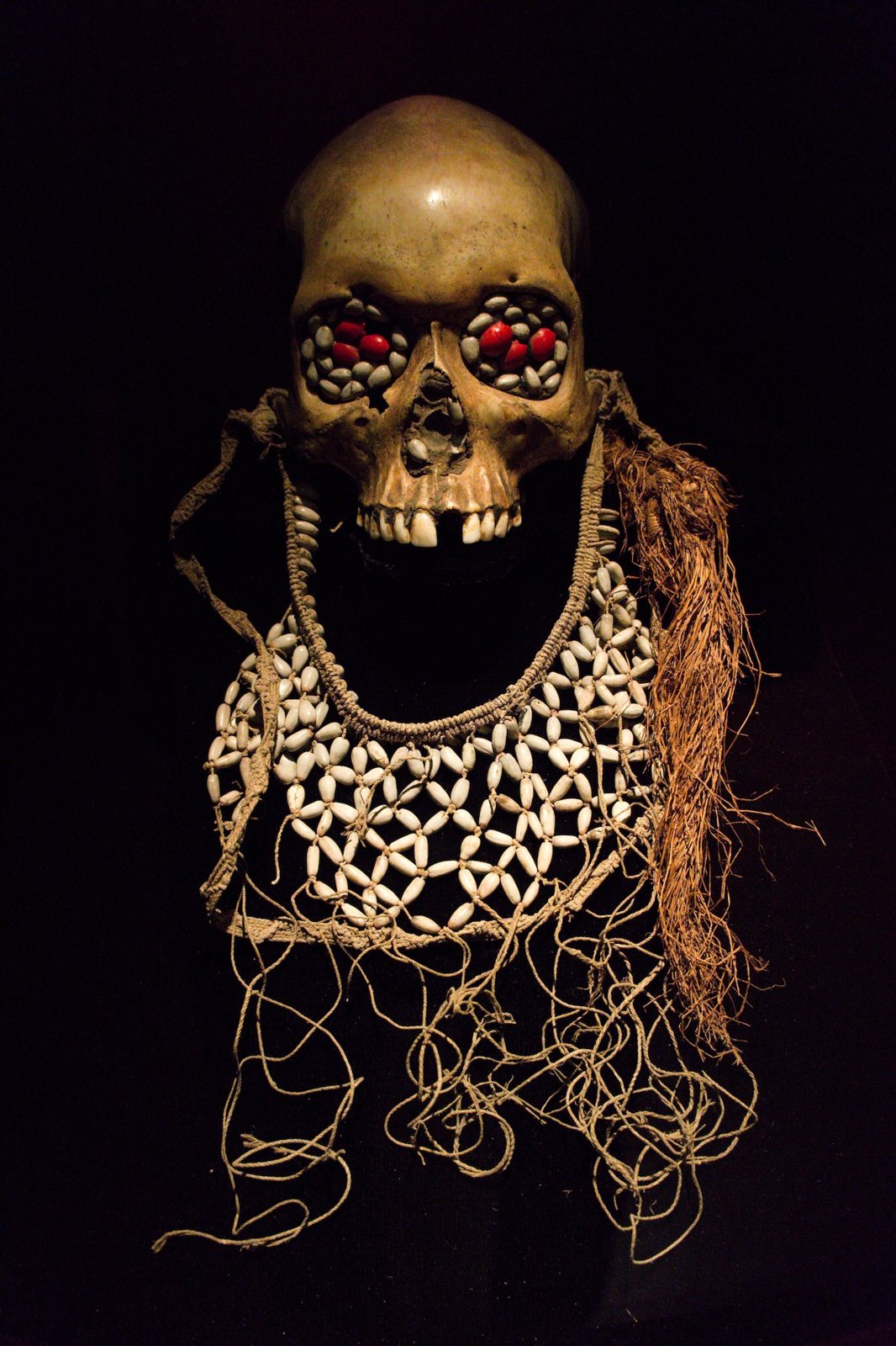An Asmat skull against a black background, its eye sockets filled with red seeds and its lower jaw missing, with a bib of white cowrie shells and loose fibre cords hanging below it