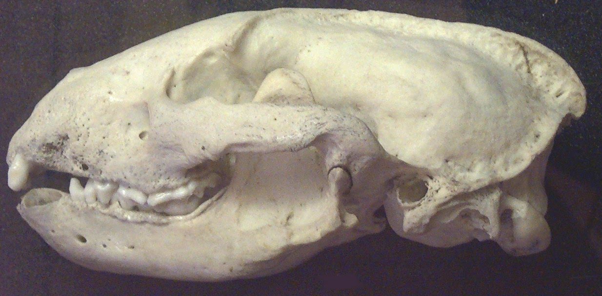 Side view of a badger skull on display, with the lower jaw seated in the skull and the teeth meeting along the closed mouth