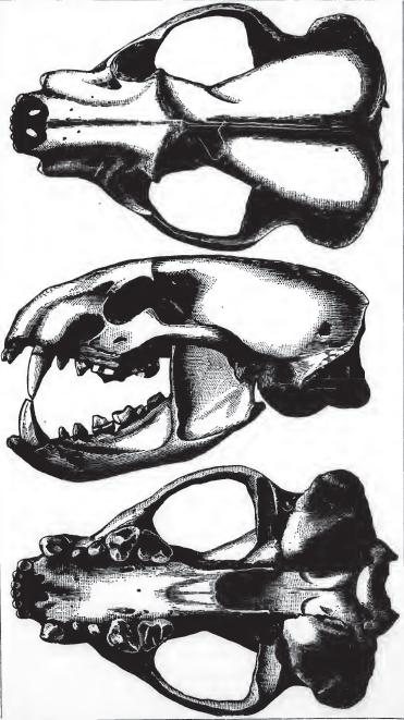Three views of an American badger skull in black ink: from above, from the side with the lower jaw in place, and from below