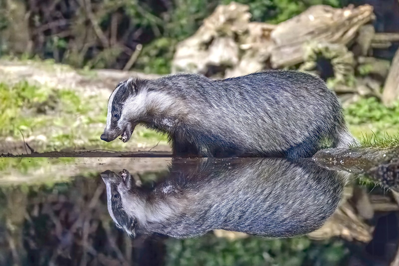 A European badger with a grey striped back walking at the edge of still water, its reflection below it