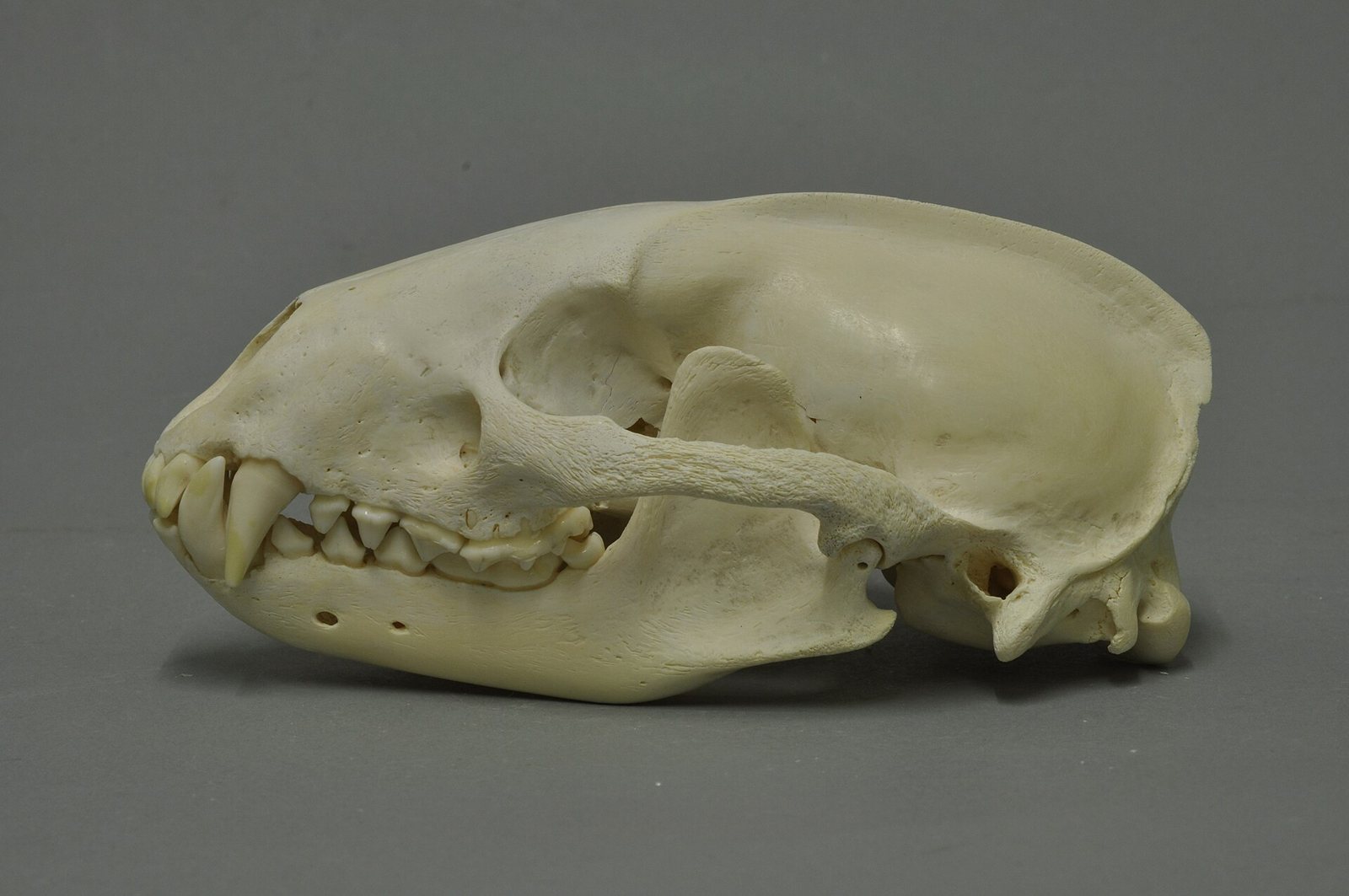 Side view of a European badger skull on a grey background, with a low ridge running along the top of the braincase and long canines at the front