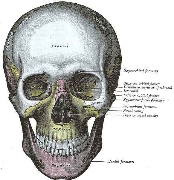 Anatomy drawing of a human skull from the front, with labeled bones and openings around the eye sockets and nose, and the jaw and teeth below