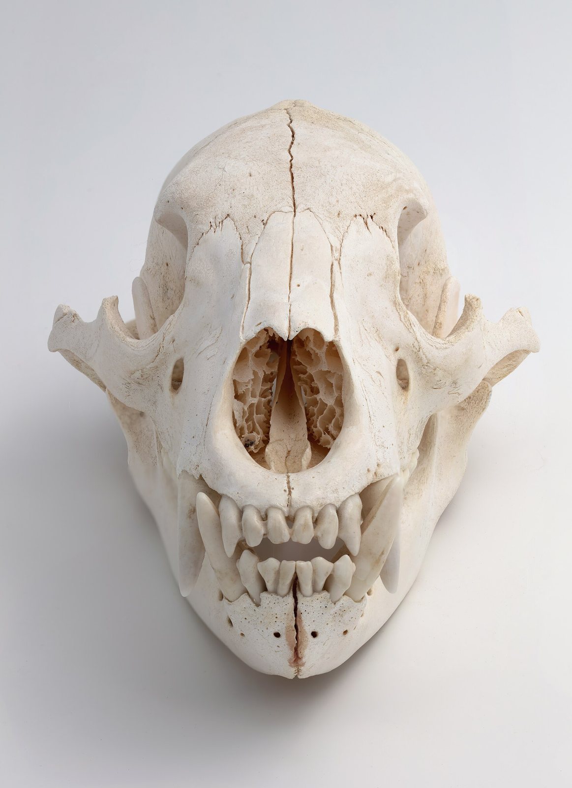 Front view of a pale black bear skull on a light grey background, showing the broad nasal opening, wide cheekbones, long canines and rows of molars