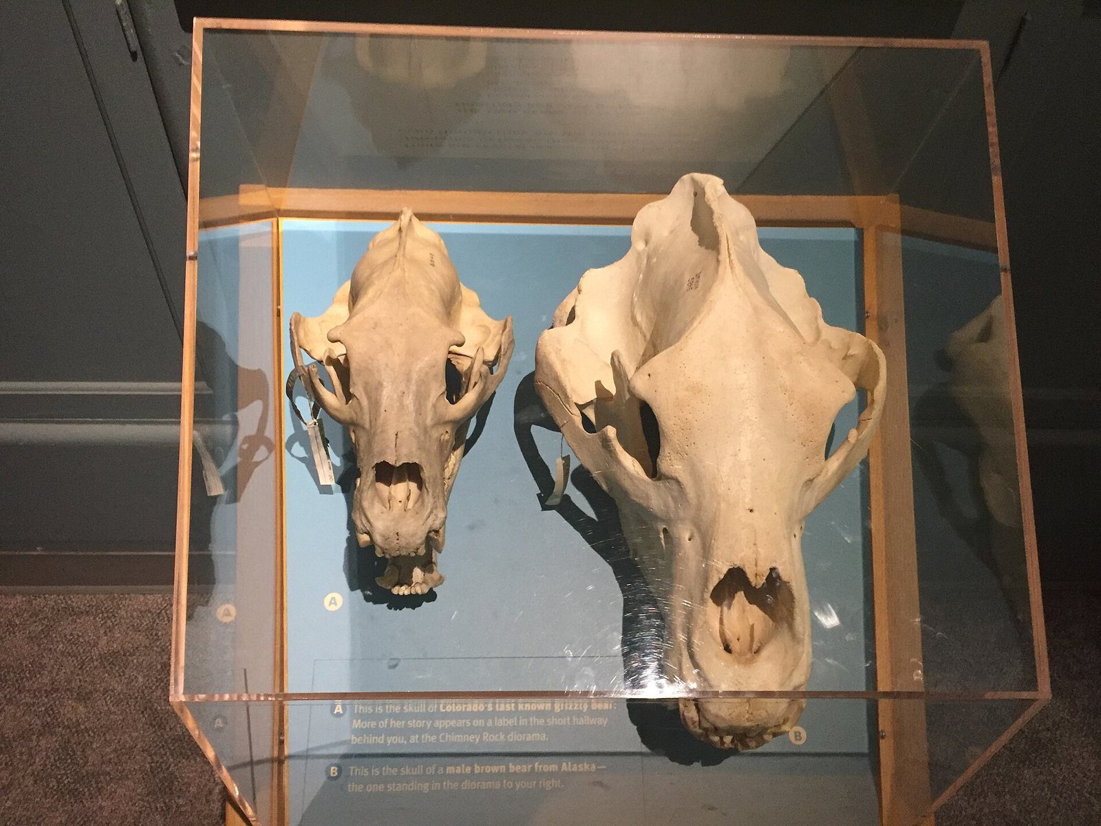 Two bear skulls in a glass museum case, seen from above, the smaller one on the left and a much larger, longer one on the right, with an information panel below