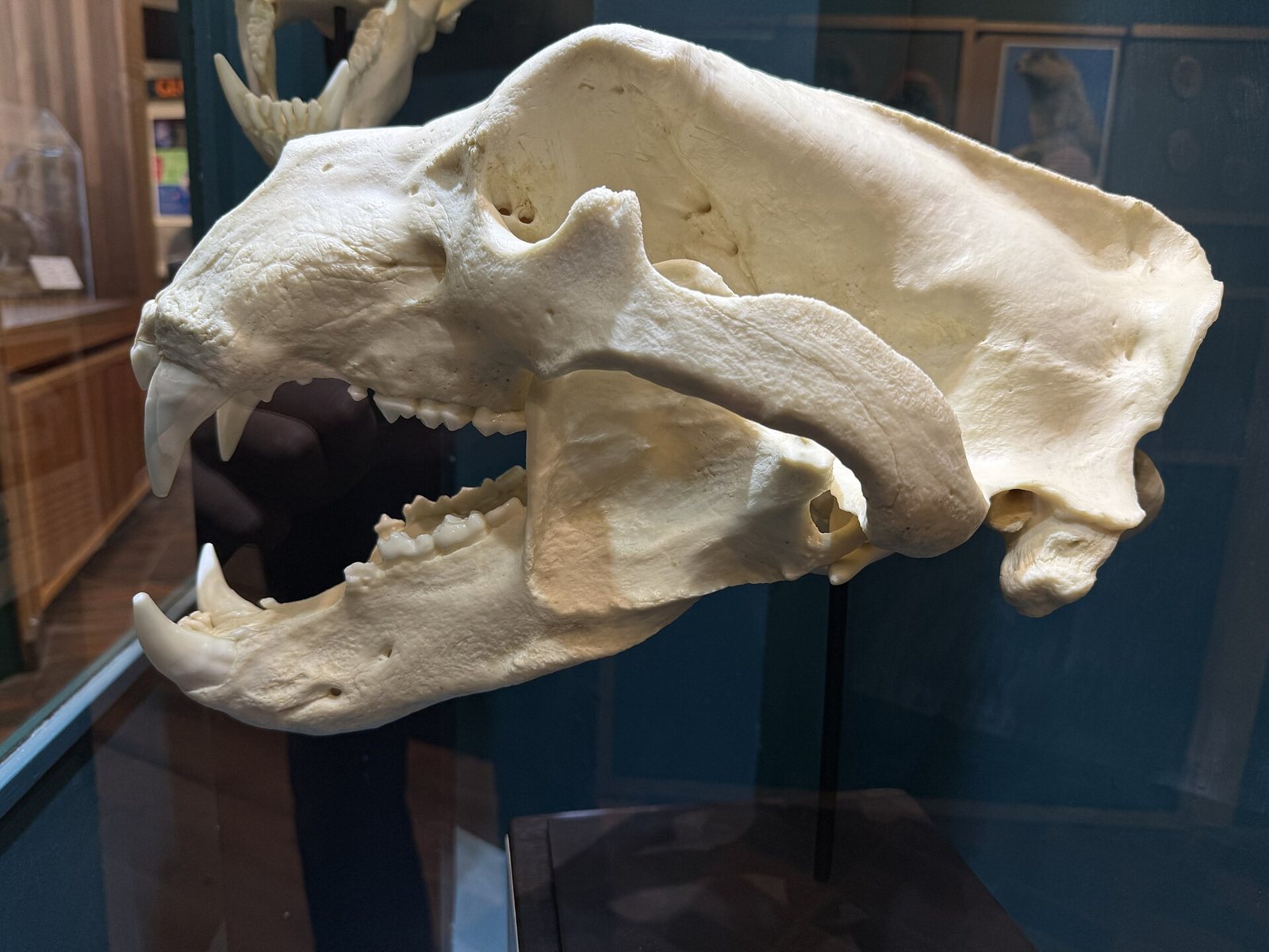 A large cream-colored polar bear skull with the jaw open, showing long curved canines, mounted on a stand in a museum gallery