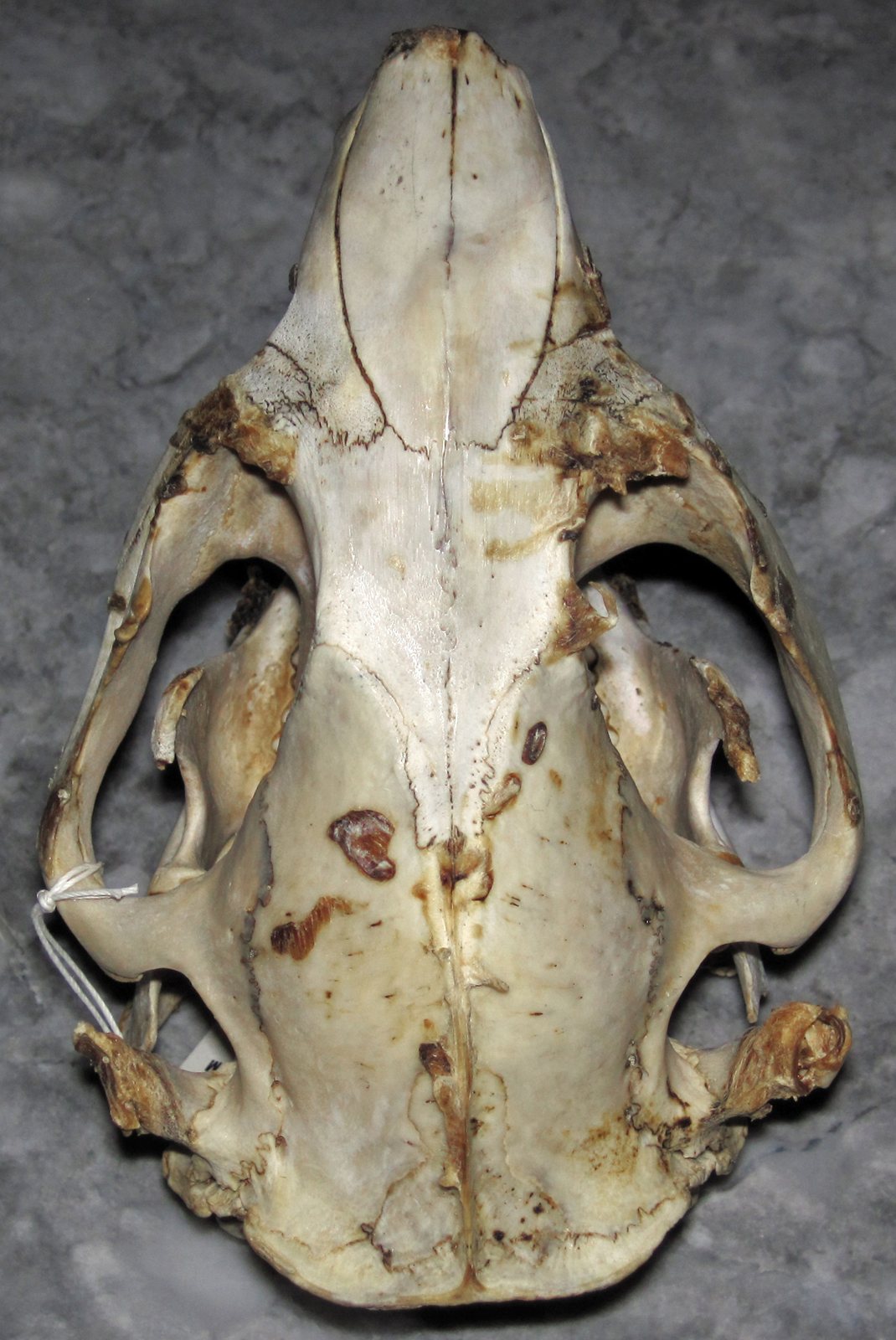Top view of a pale, cracked beaver skull with wide arching cheekbones either side of the braincase and a narrow snout at the top