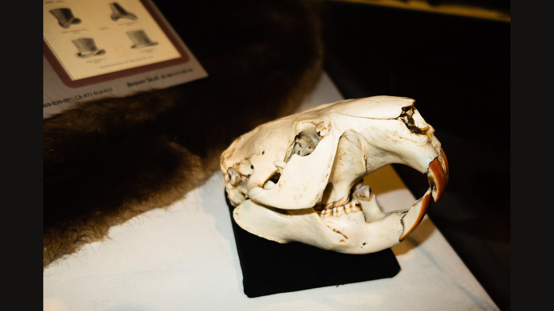 A beaver skull in side view on a small black stand in a museum case, with its two long orange front teeth curving forward