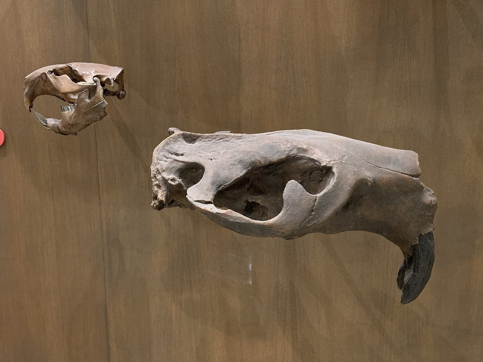 Two skulls on a brown wall: a small modern beaver skull at upper left and a much larger giant beaver skull cast at lower right, with long dark curved front teeth