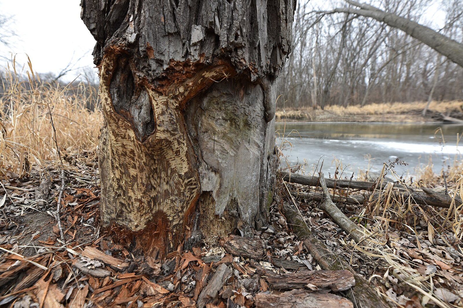 The base of a tree trunk gnawed into a narrow cone by a beaver beside a river, with wood chips scattered on the ground