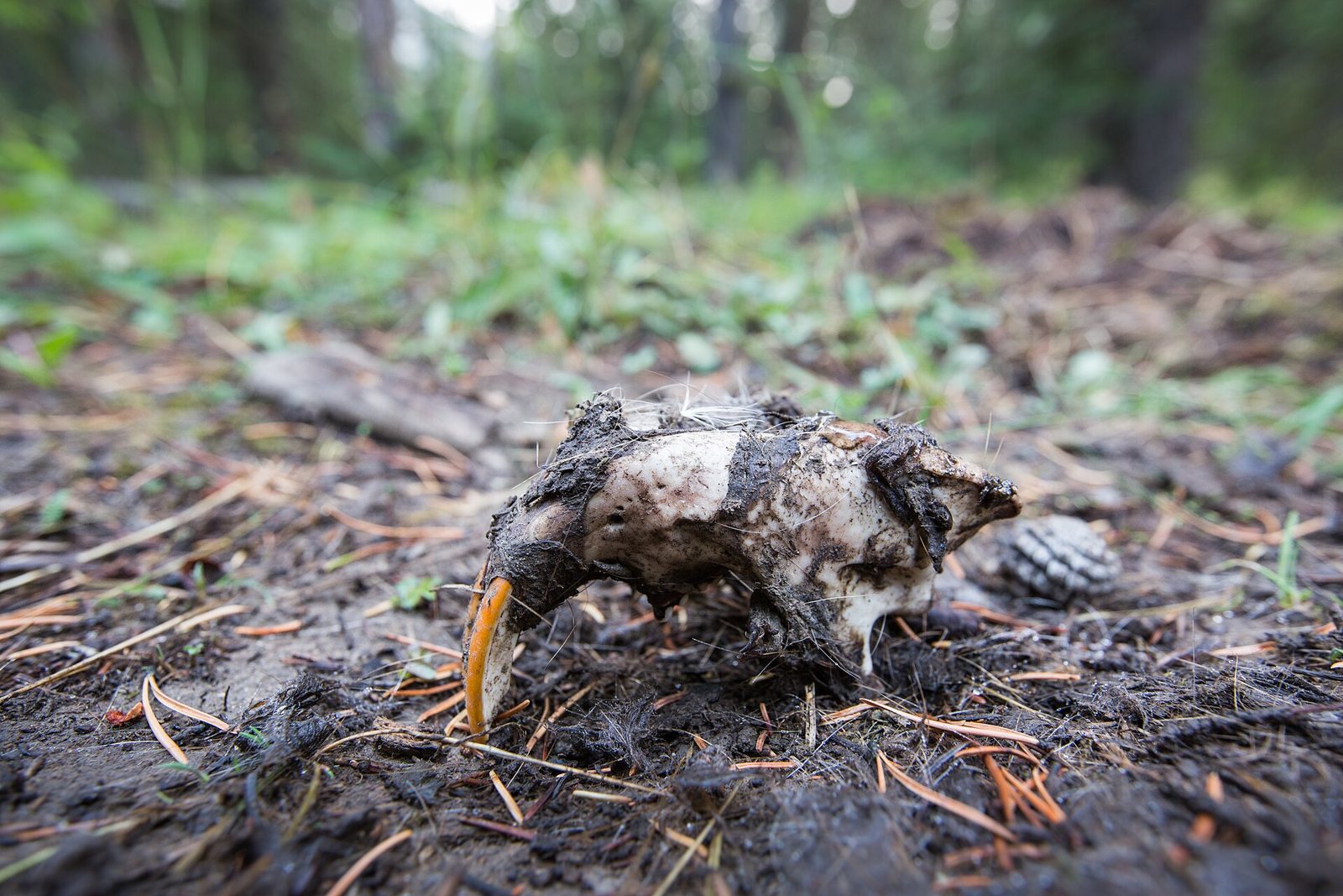 A weathered beaver skull lying on dark forest ground among pine needles, with one bright orange front tooth sticking out