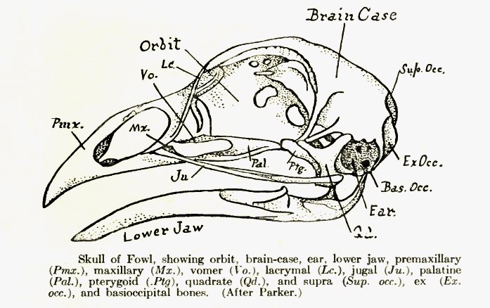 Labelled line drawing of a fowl's skull in side view, naming the brain case, orbit, premaxilla, jugal and lower jaw