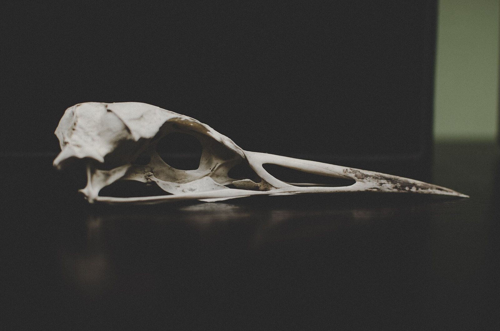 A pale bird skull in profile with a long pointed beak, resting on a dark surface in low light