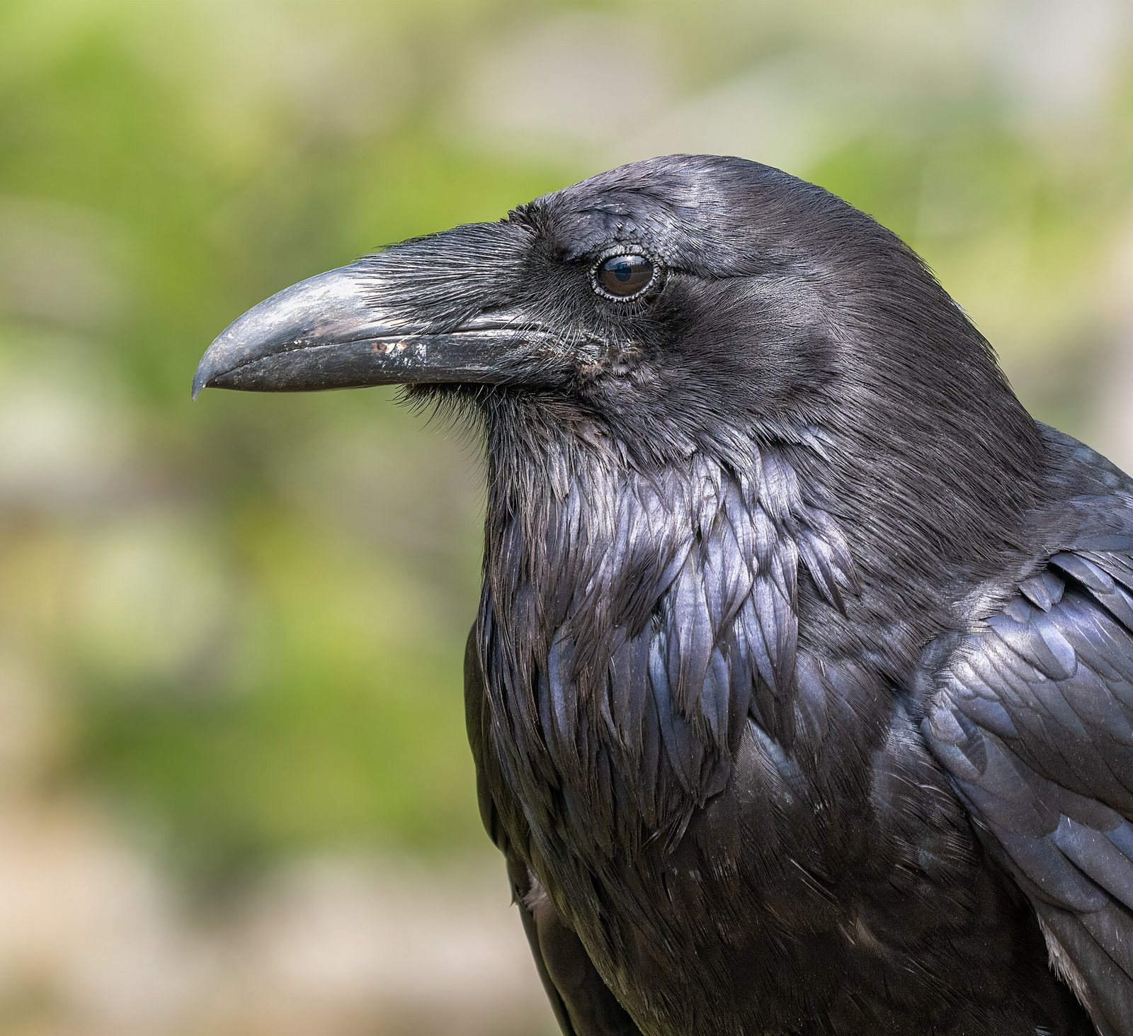 Close-up side view of a common raven's head, with its heavy black beak and glossy black feathers against a soft green background