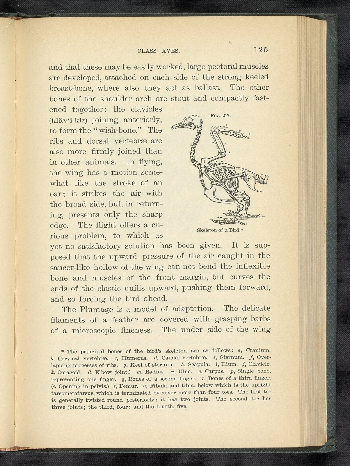An open book page of text with a small drawing of a bird's skeleton labelled Fig. 217 in the margin