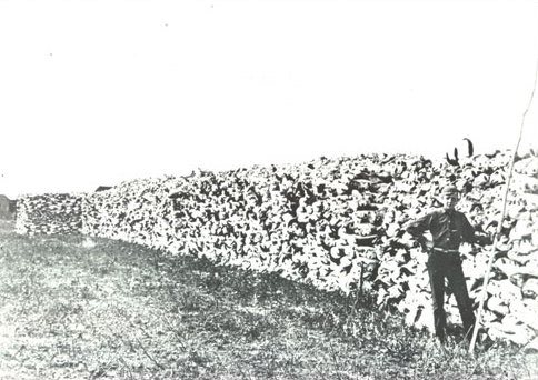 Black-and-white photograph of a long wall of stacked buffalo bones, shoulder high, beside a prairie track, with a man standing against it