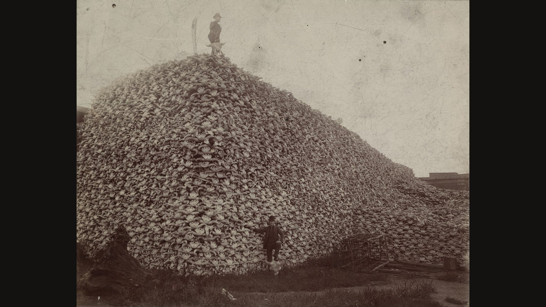 Sepia photograph of an enormous mound of bison skulls piled in a factory yard, with one small figure on the summit and two more at its base