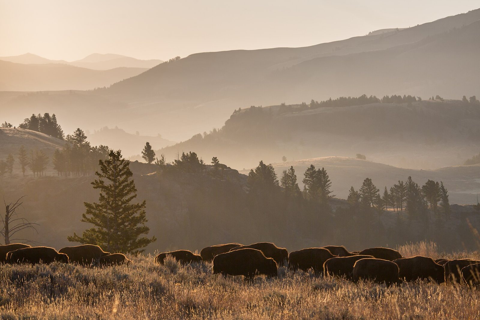 A herd of bison grazing in golden grass at the foot of hazy forested hills in Lamar Valley, Yellowstone, in soft morning light