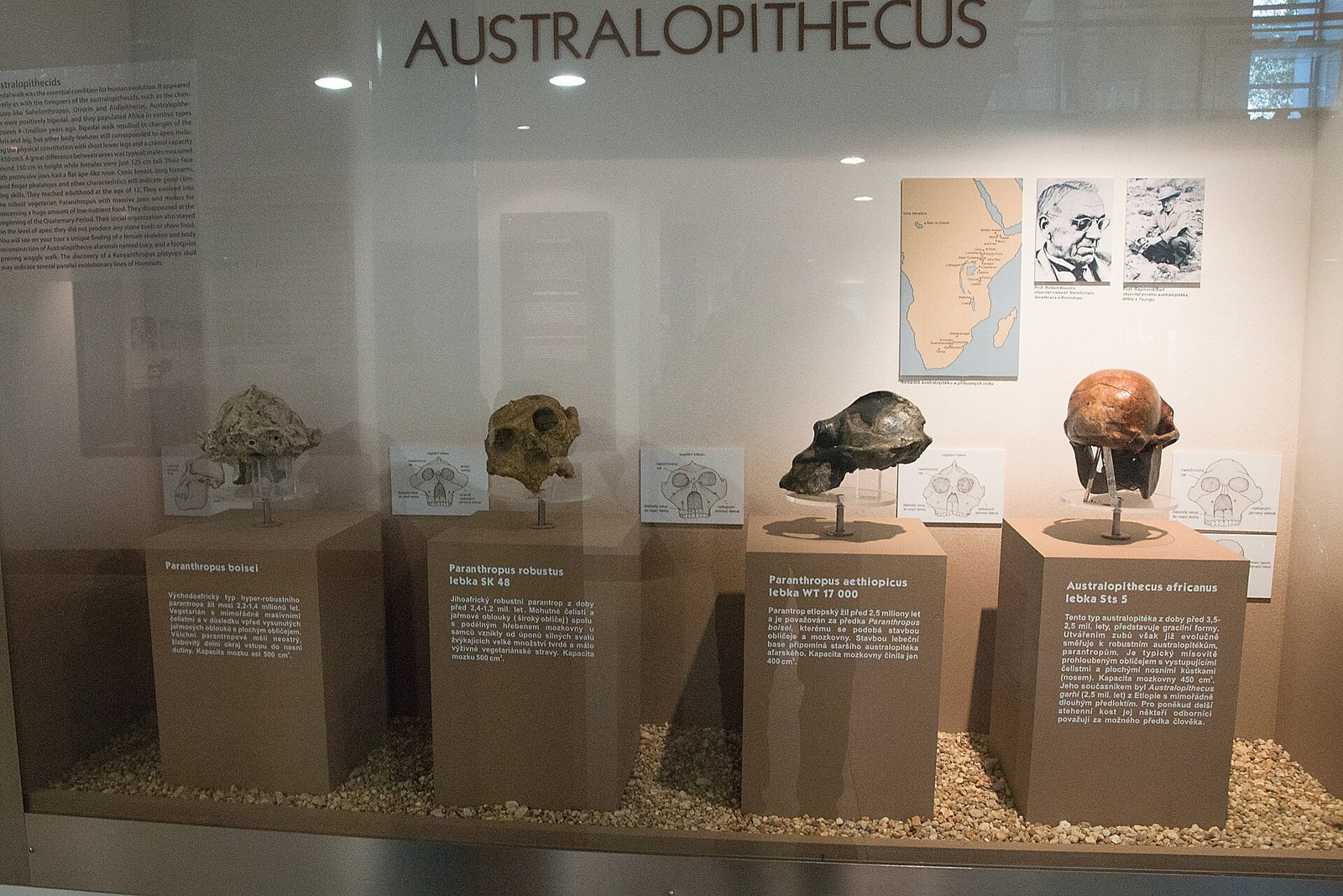A museum display case headed Australopithecus with four fossil skulls on separate pedestals, a map of Africa and portraits on the back panel, and small label cards in front of each skull