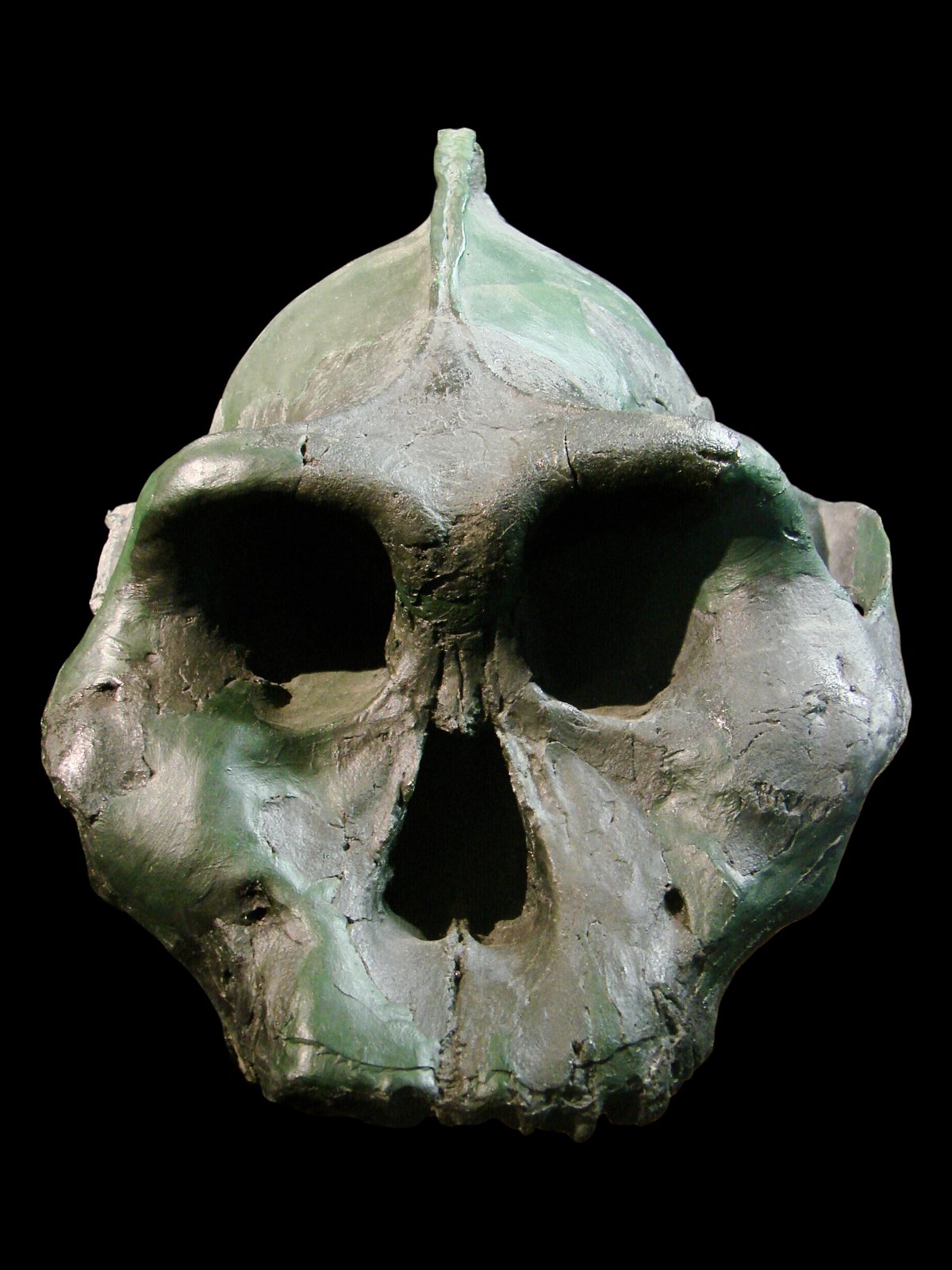 Front view of a Paranthropus aethiopicus skull on black: a ridge running up the top of the head, wide flaring cheekbones, deep eye sockets and a large nasal opening