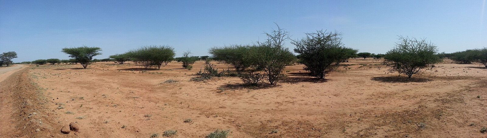 Flat, dry red-brown ground in Turkana, Kenya, dotted with low thorny acacia trees under a bright blue sky