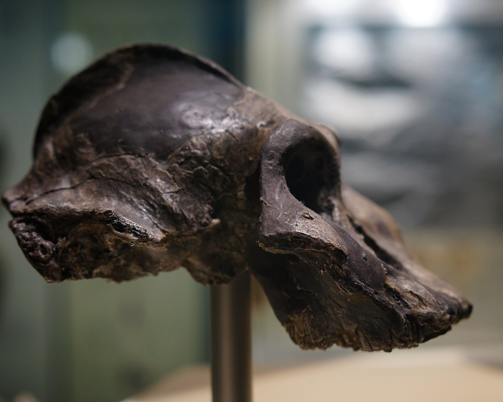 Side view of the dark, glossy Black Skull, KNM-WT 17000, with a low braincase, a heavy brow and a long sloping face, against a blurred grey background