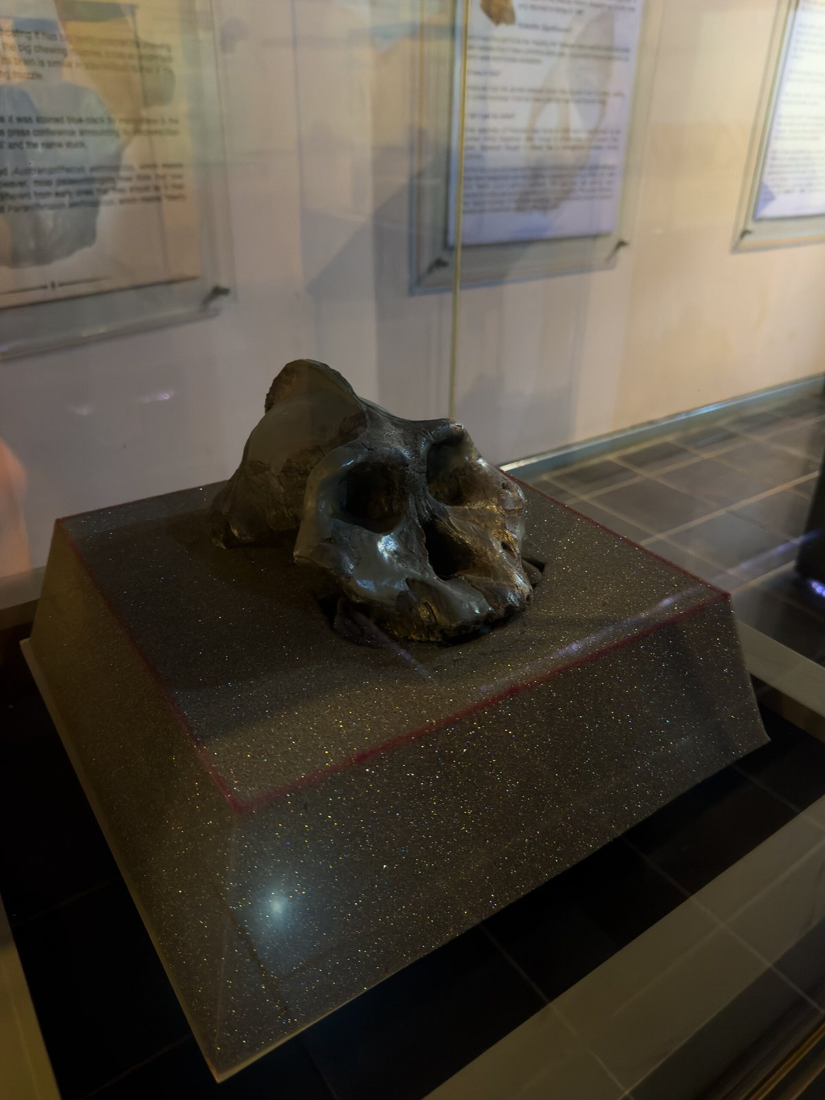 The Black Skull on a dark stone pedestal inside a glass case, a dark, blunt-faced skull seen at an angle, with text panels on the wall behind