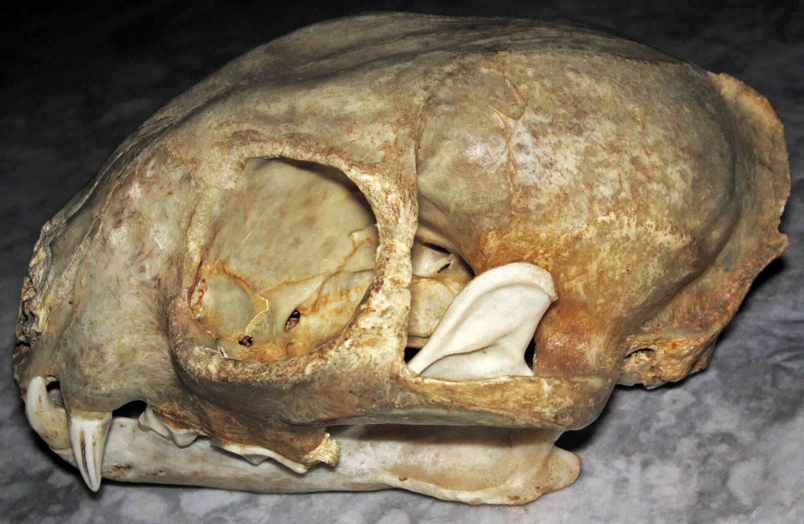 A bobcat skull seen from the left side: a short, deep face, a large round eye socket, a rounded braincase and two long canine teeth at the front