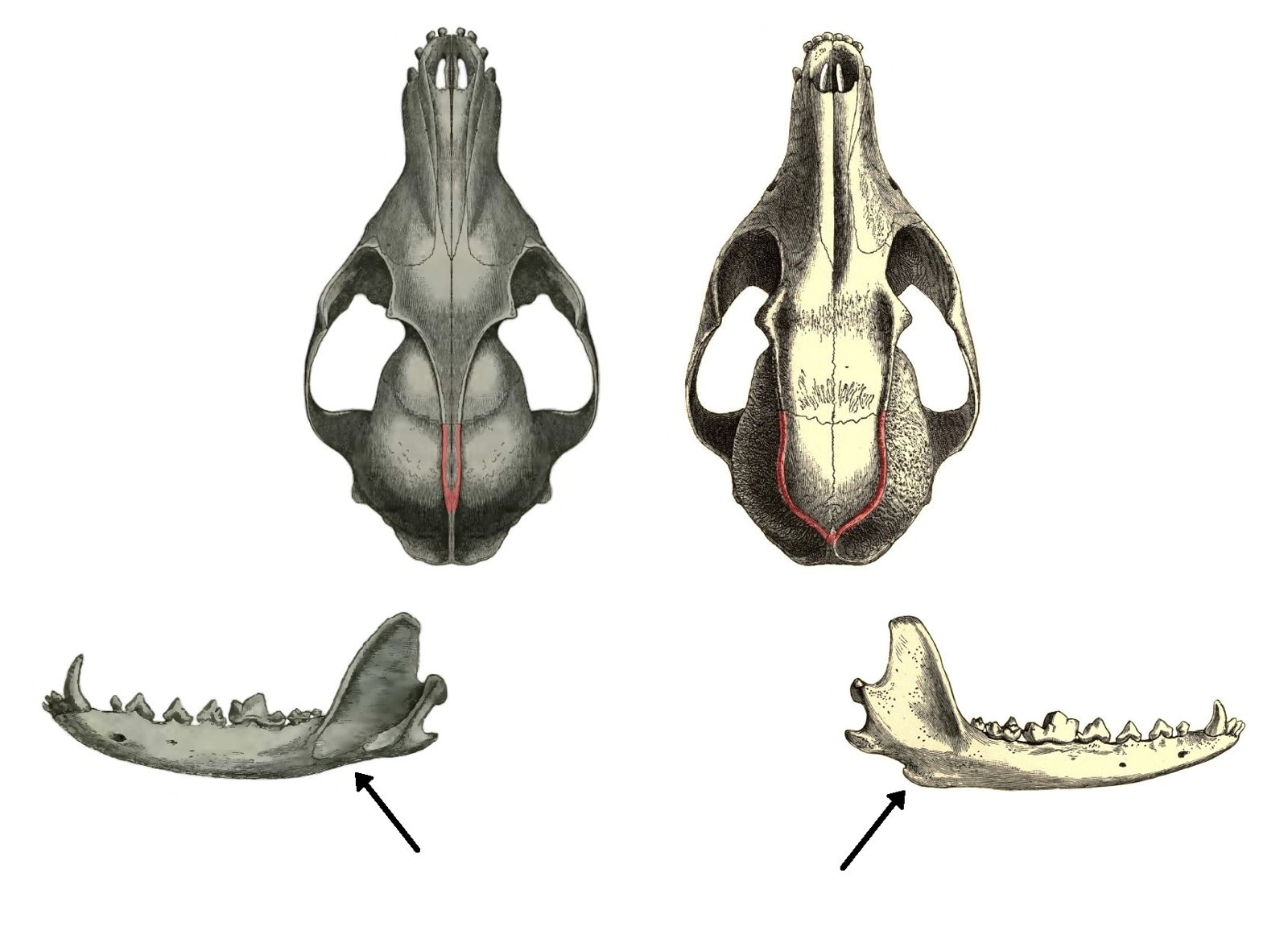 Engraved comparison of two fox skulls seen from above, one left and one right, with the ridges on top of each braincase traced in red, and a lower jaw below each with an arrow