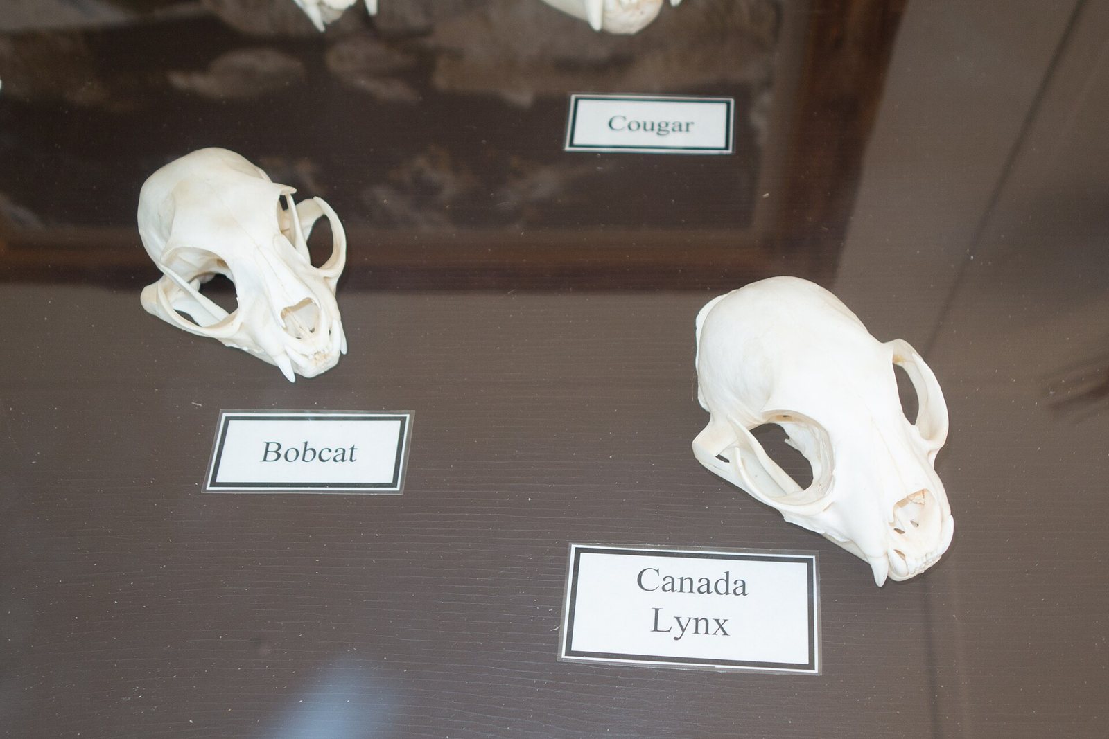 Two skulls in a museum case, a smaller one with a card reading Bobcat and a larger, rounder one with a card reading Canada Lynx, and the label Cougar behind them
