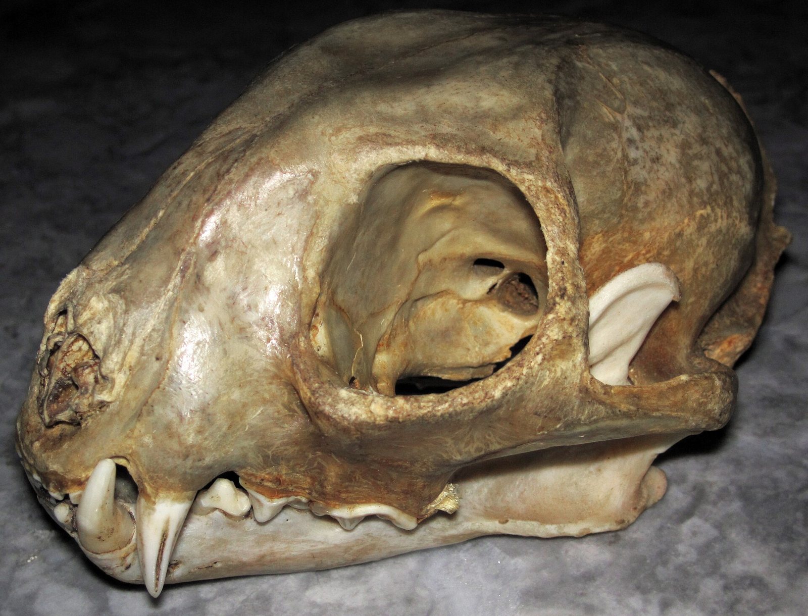 A bobcat skull in three-quarter view from the left: a short snout, a very large eye socket, a heavy cheekbone arch and long canines over a pale lower jaw