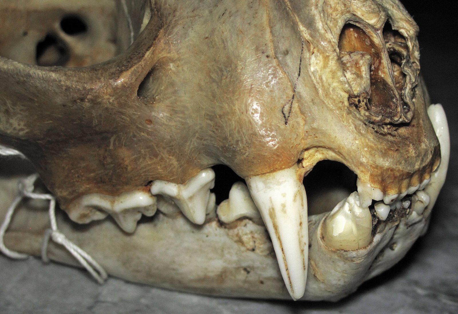 Close-up of the left side of a bobcat skull's upper jaw: a long curved canine, then a short gap and the broad slicing cheek teeth, with the lower jaw below