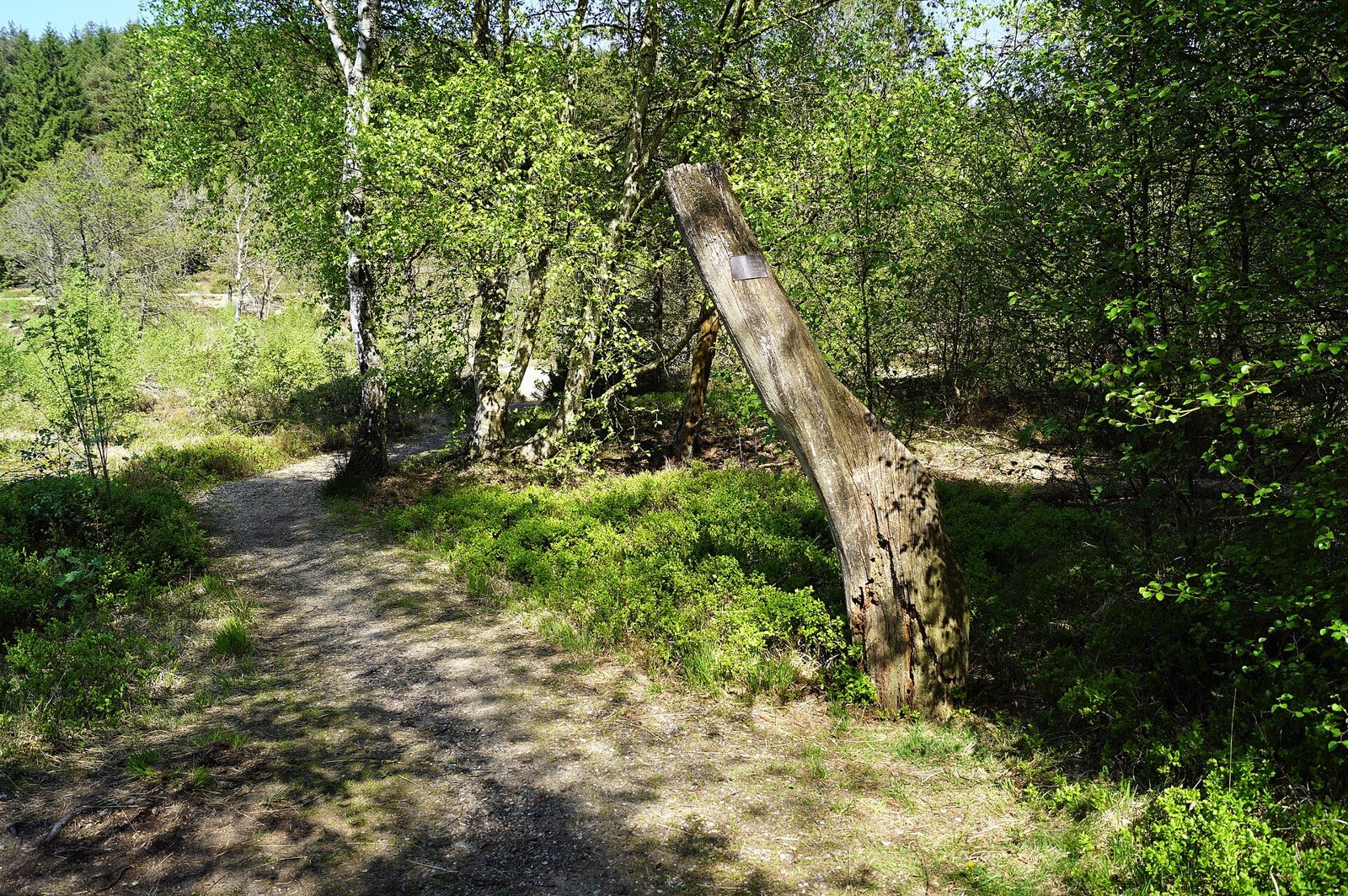 A gravel path through birch trees and heather at Bjældskovdal, with a weathered wooden post carrying a small plaque leaning at the edge of the bog
