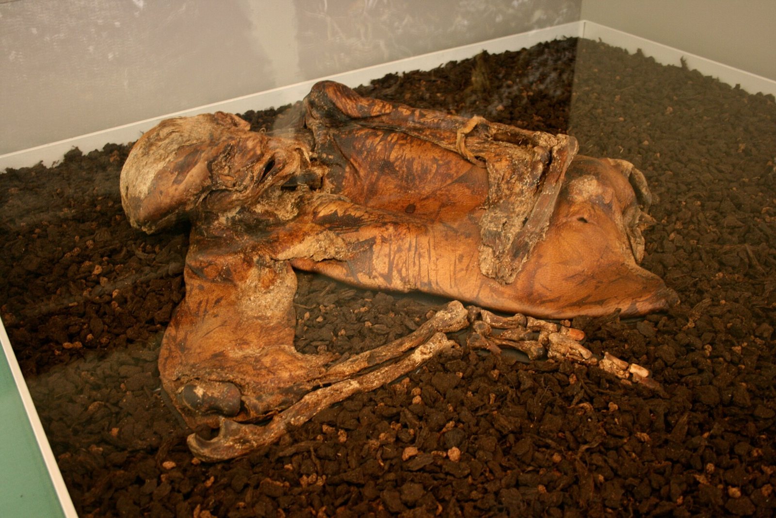 Lindow Man lying on his side on dark peat inside a glass case, his skin tanned orange-brown, with the head at the left and the bones of one arm showing