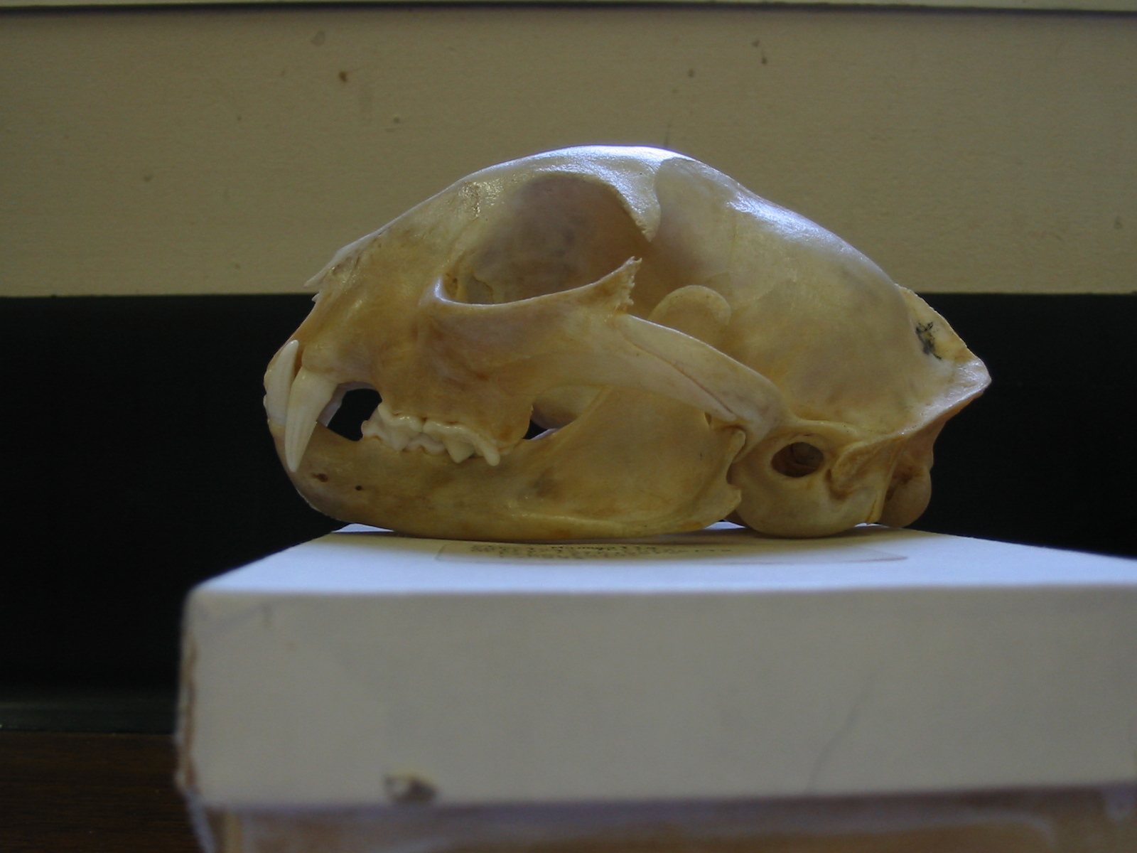 Side view of a bobcat skull on a white box against a beige wall: a short face, a large eye socket and a long upper canine
