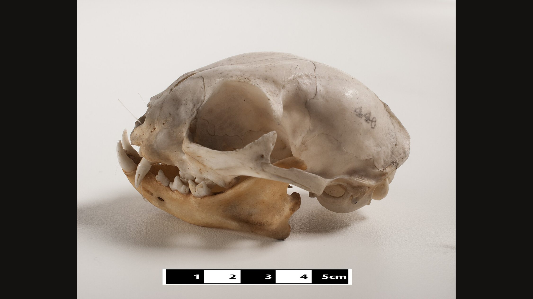 Side view of a domestic cat skull on a pale surface with a centimetre scale below: a short rounded face, a large eye socket, a long curved canine and small slicing cheek teeth