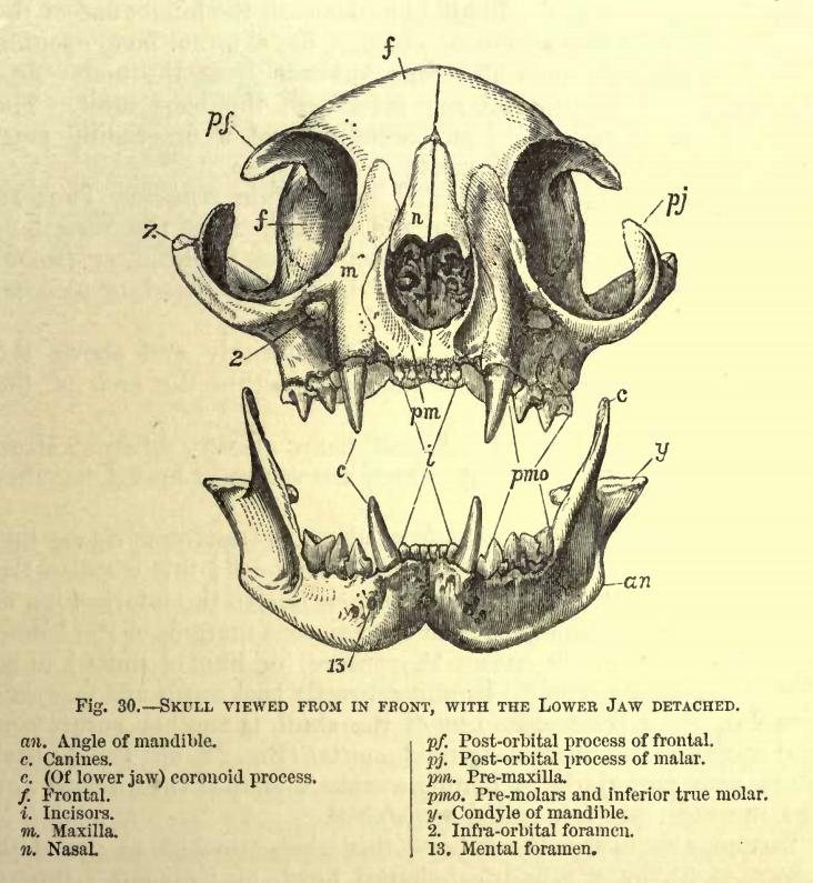 An engraved plate of a cat skull seen from the front with the lower jaw detached below it, with letters marking the eye sockets, canines, incisors and other parts, and a key beneath