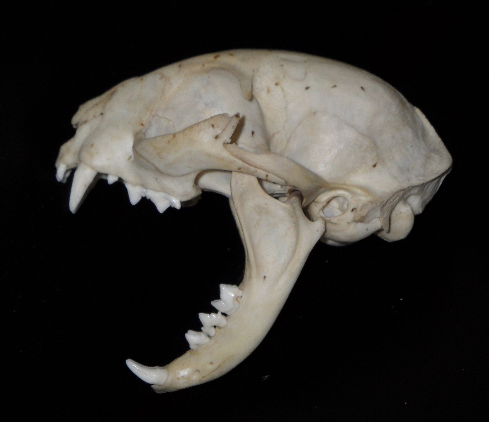 A domestic cat skull on a black background with the lower jaw opened wide, showing the long canines and the small, sharp-edged premolars of the upper and lower rows