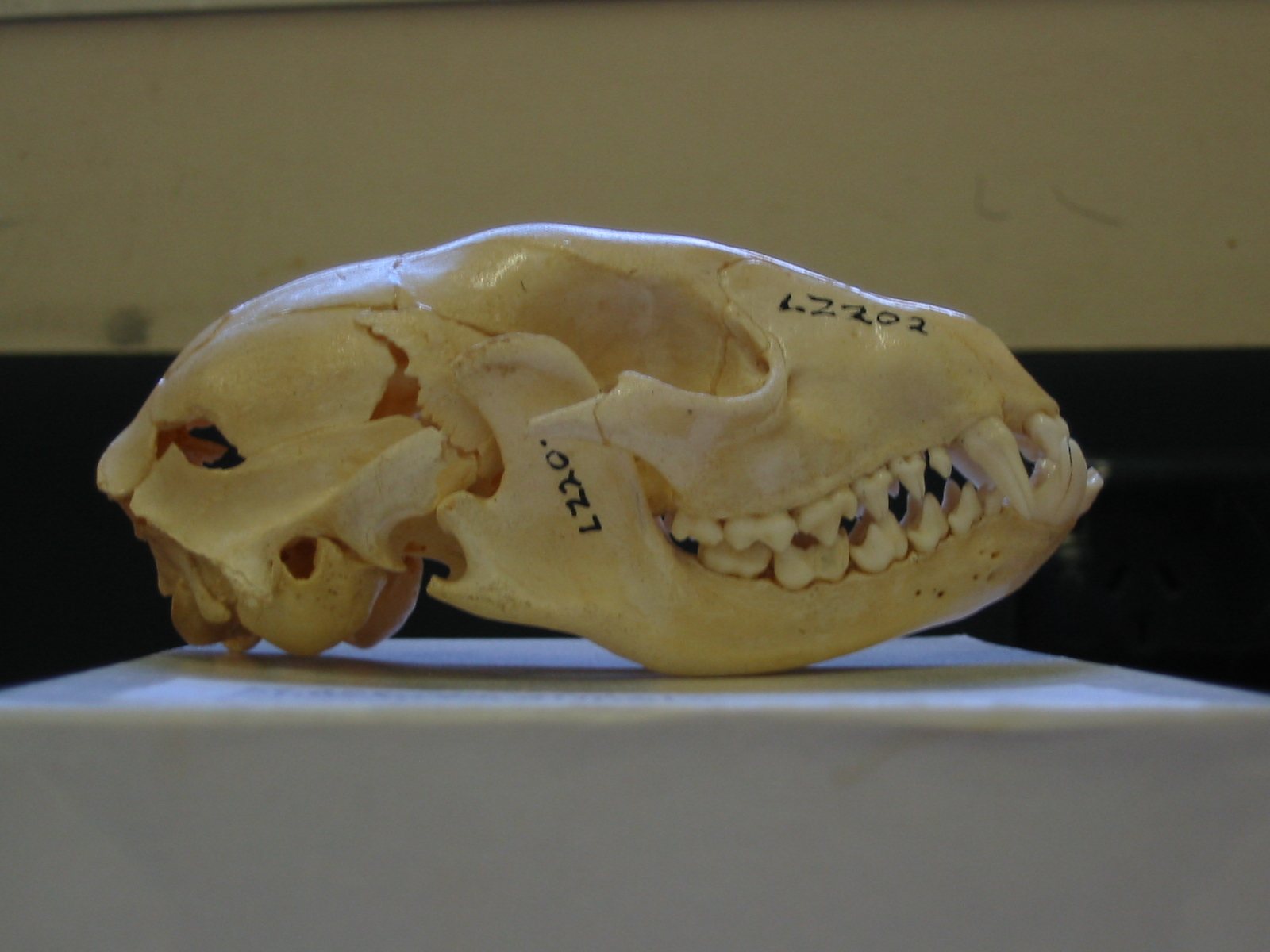 Side view of a raccoon skull on a white box: a longer, lower snout than a cat, with a full row of small rounded cheek teeth and a short canine at the front