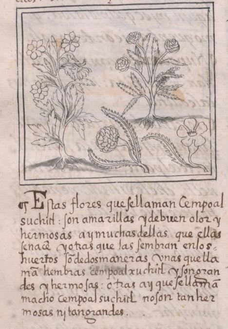 A page of the Florentine Codex with an ink drawing of several flowering plants above handwritten Spanish text that begins with the name Cempoalsuchitl