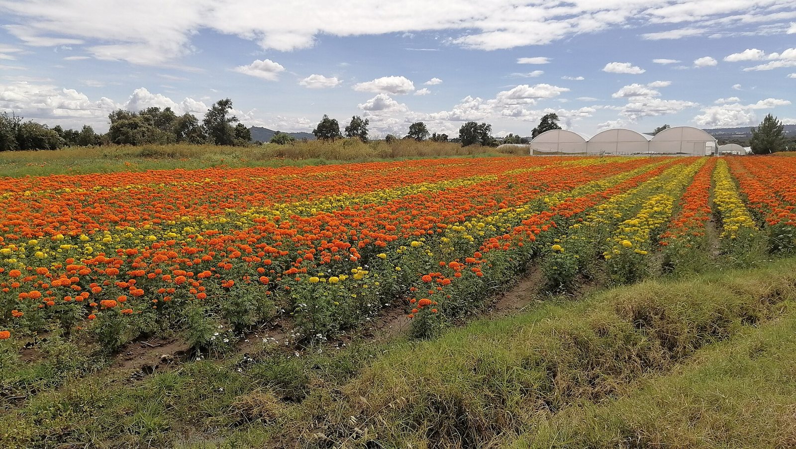 Rows of orange and yellow cempasúchil in bloom across a field in San Salvador El Verde, Puebla, with white greenhouses and trees under a cloudy blue sky