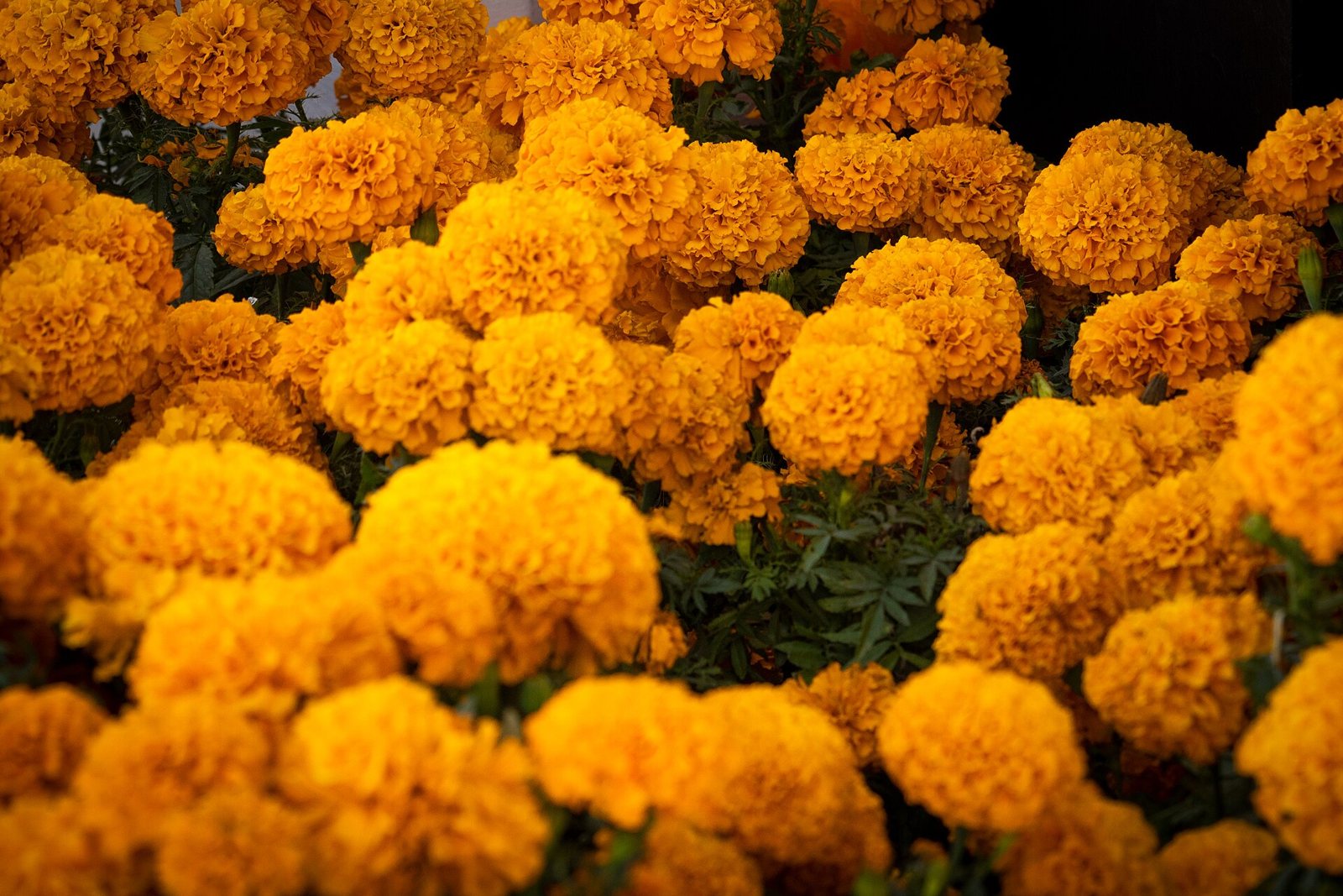A dense bank of round, ruffled orange cempasúchil flower heads above dark green, finely cut leaves