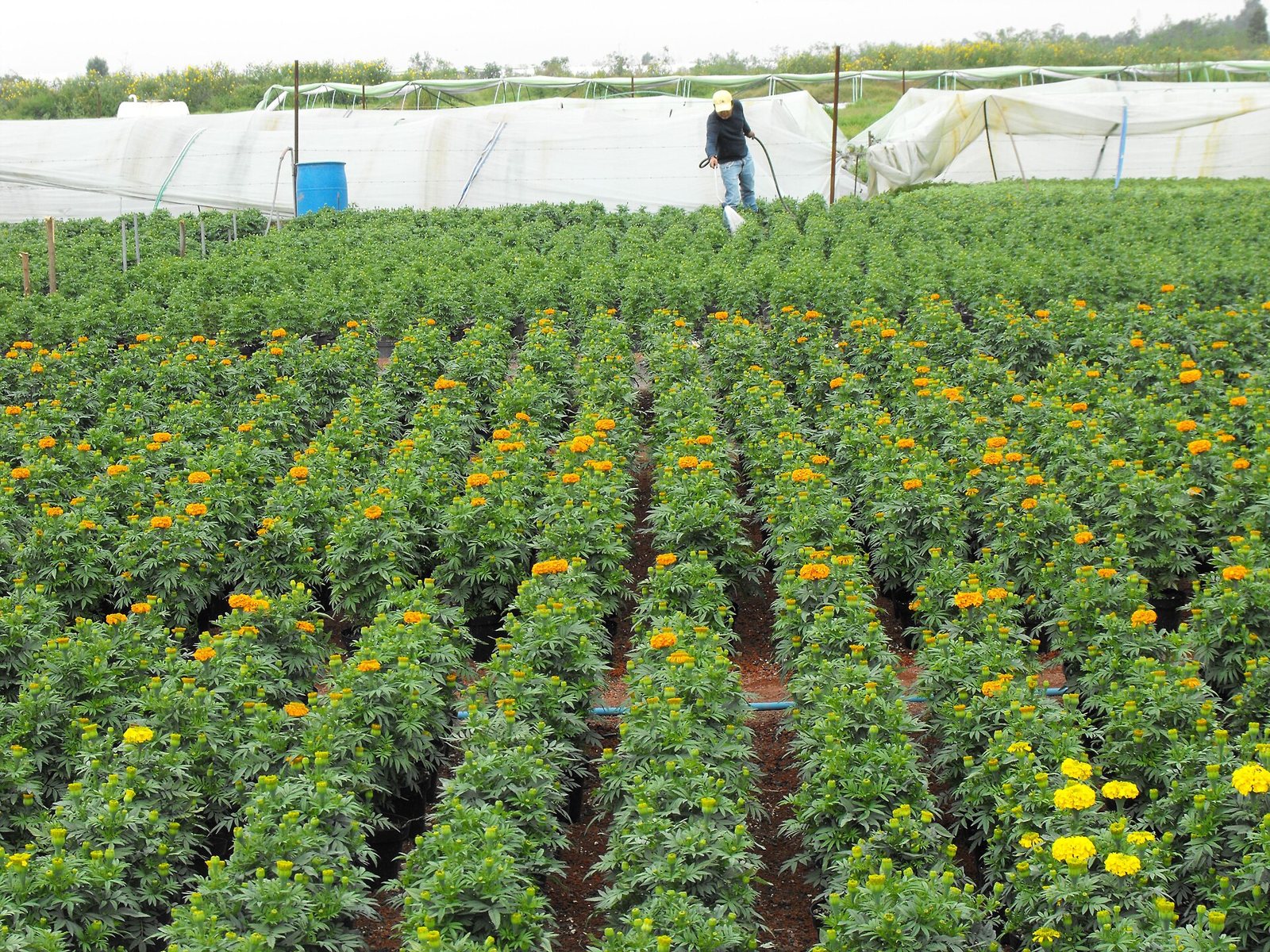 Rows of potted cempasúchil plants just starting to open orange and yellow flowers, with a grower watering in the distance beside white plastic greenhouse covers