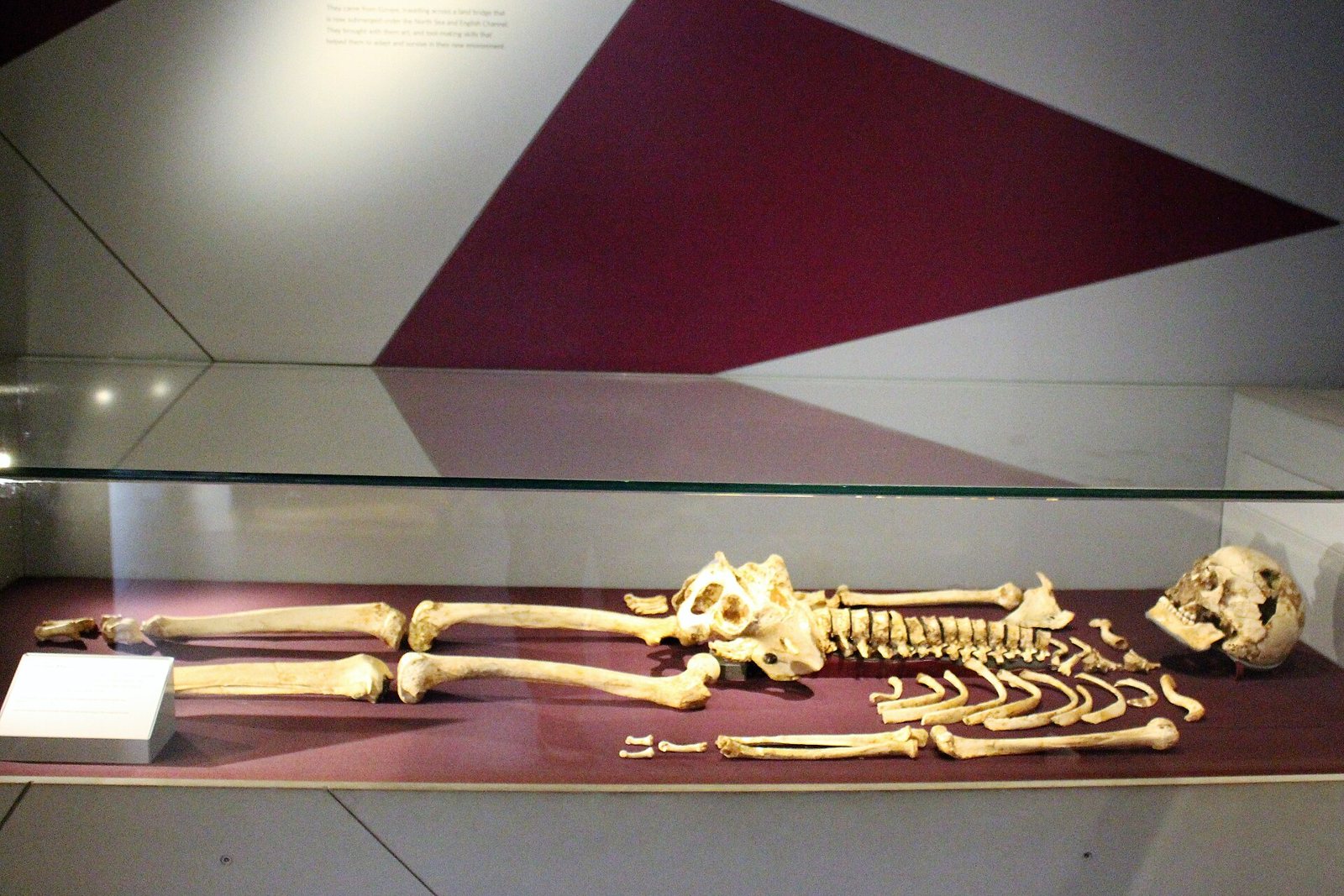 The skeleton of Cheddar Man laid out in a glass case with a maroon base, with the skull at the right end and the long bones of the legs on the left