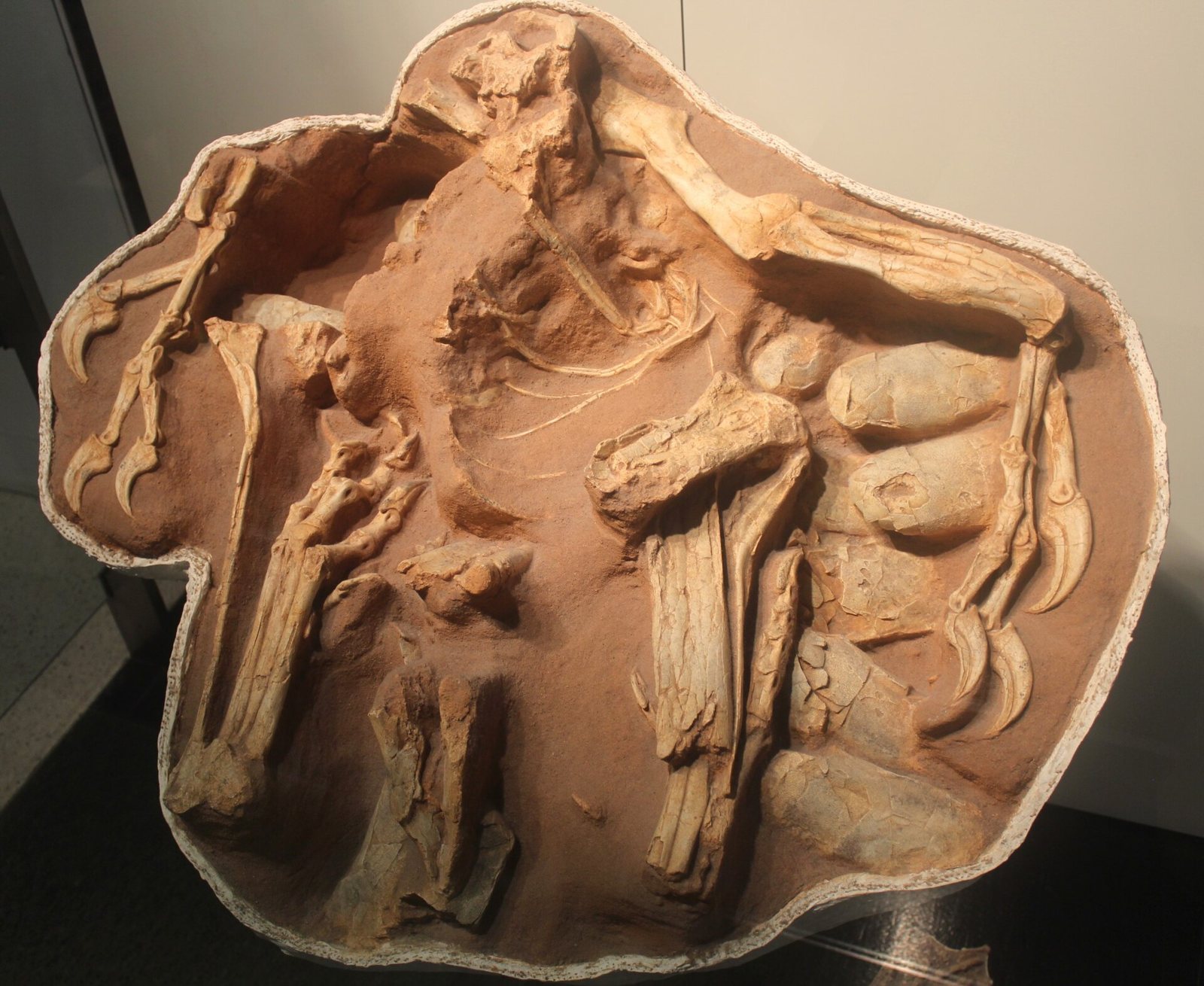 A fossil block showing the folded leg and arm bones of a bird-like dinosaur crouched over a cluster of elongated eggs, displayed under glass